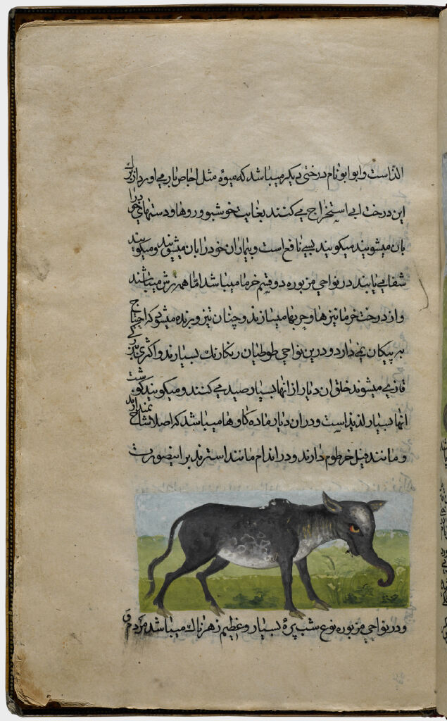 Tapir (Painting, Recto), Text (Verso), Folio 23 From Illustrated Manuscript Of Tarjama-I Tarikh-I Yangi Dunya (Translation Of The History Of The New World)