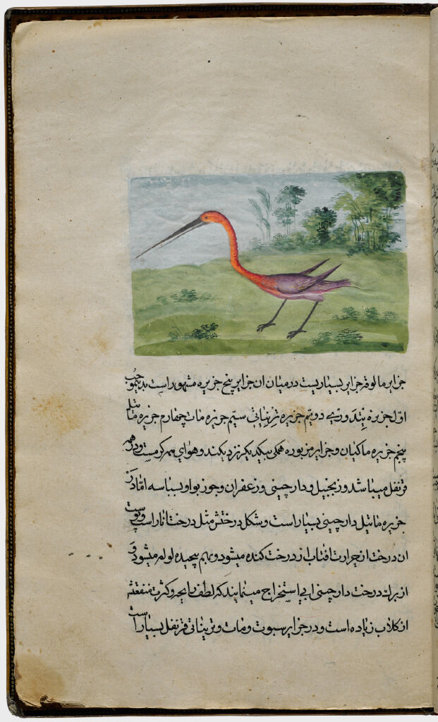 Bird Of Paradise (Painting, Recto), Text (Verso), Folio 33 From Illustrated Manuscript Of Tarjama-I Tarikh-I Yangi Dunya (Translation Of The History Of The New World)