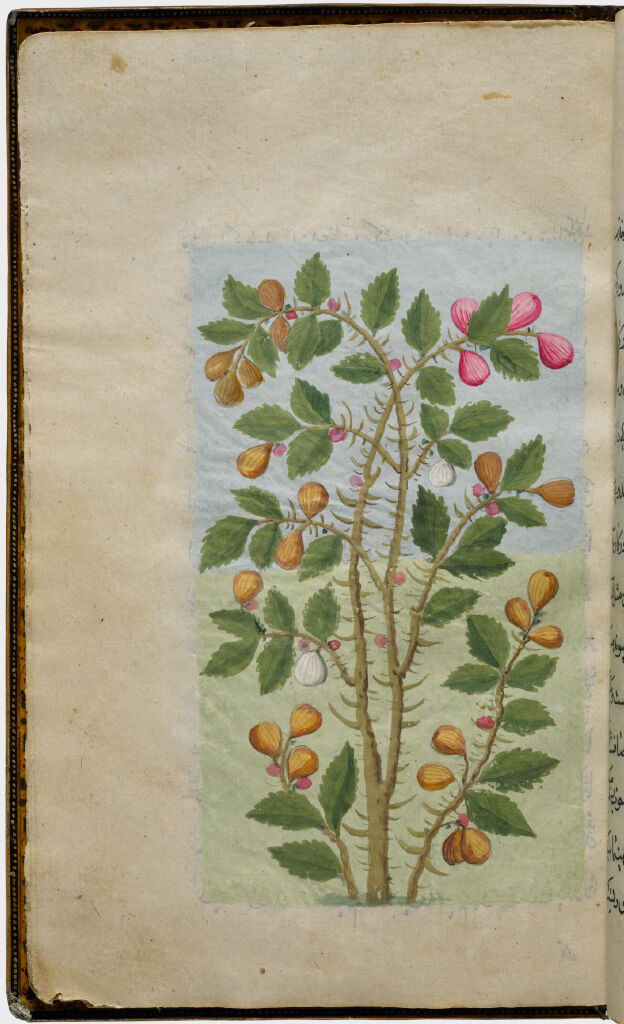 Cactus (Painting, Recto), Text (Verso), Folio 48 From Illustrated Manuscript Of Tarjama-I Tarikh-I Yangi Dunya (Translation Of The History Of The New World)