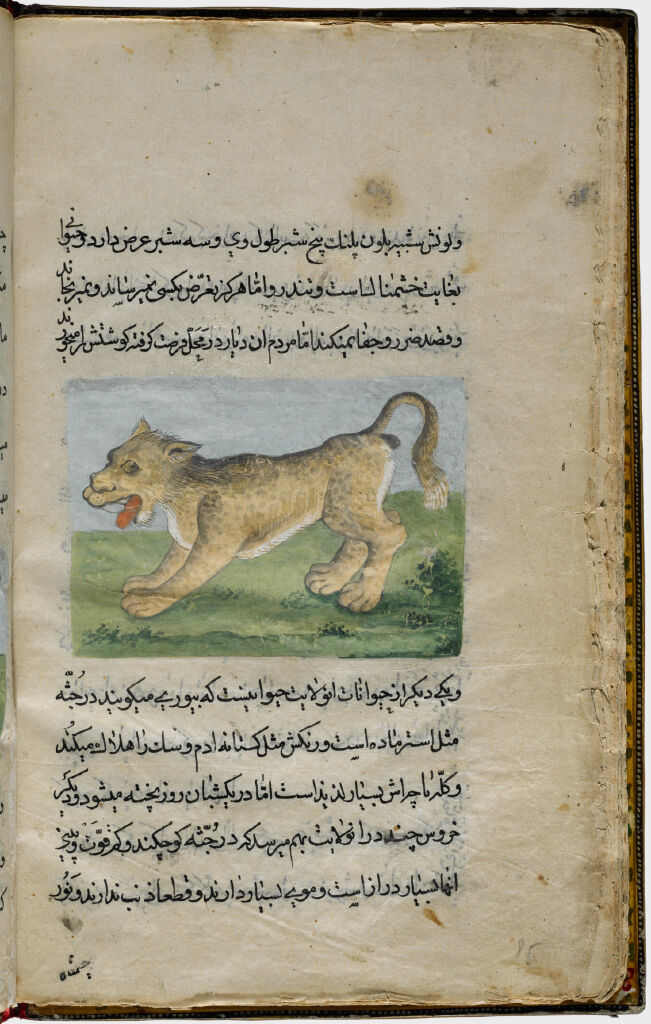Jaguar (Painting, Verso), Text (Recto), Folio 85 From Illustrated Manuscript Of Tarjama-I Tarikh-I Yangi Dunya (Translation Of The History Of The New World)