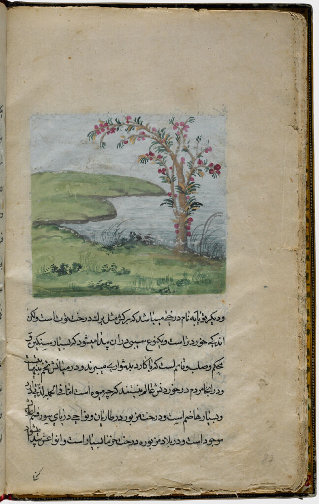 Coconut Tree (Painting, Verso), Text (Recto), Folio 87 From Illustrated Manuscript Of Tarjama-I Tarikh-I Yangi Dunya (Translation Of The History Of The New World)