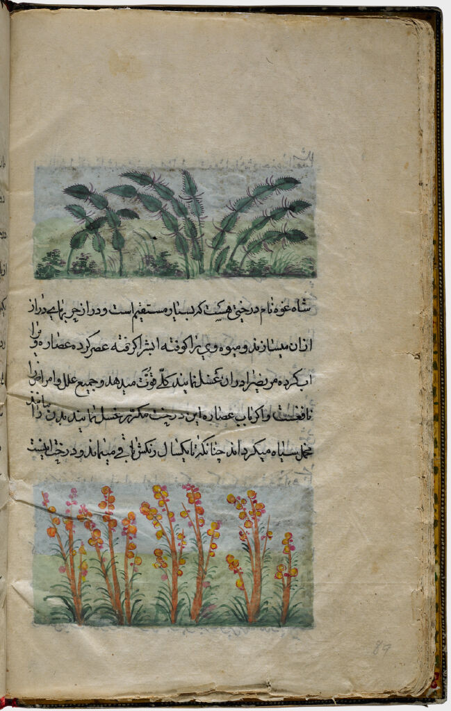 Cactus And Reeds (Painting, Verso), Text (Recto), Folio 89 From Illustrated Manuscript Of Tarjama-I Tarikh-I Yangi Dunya (Translation Of The History Of The New World)