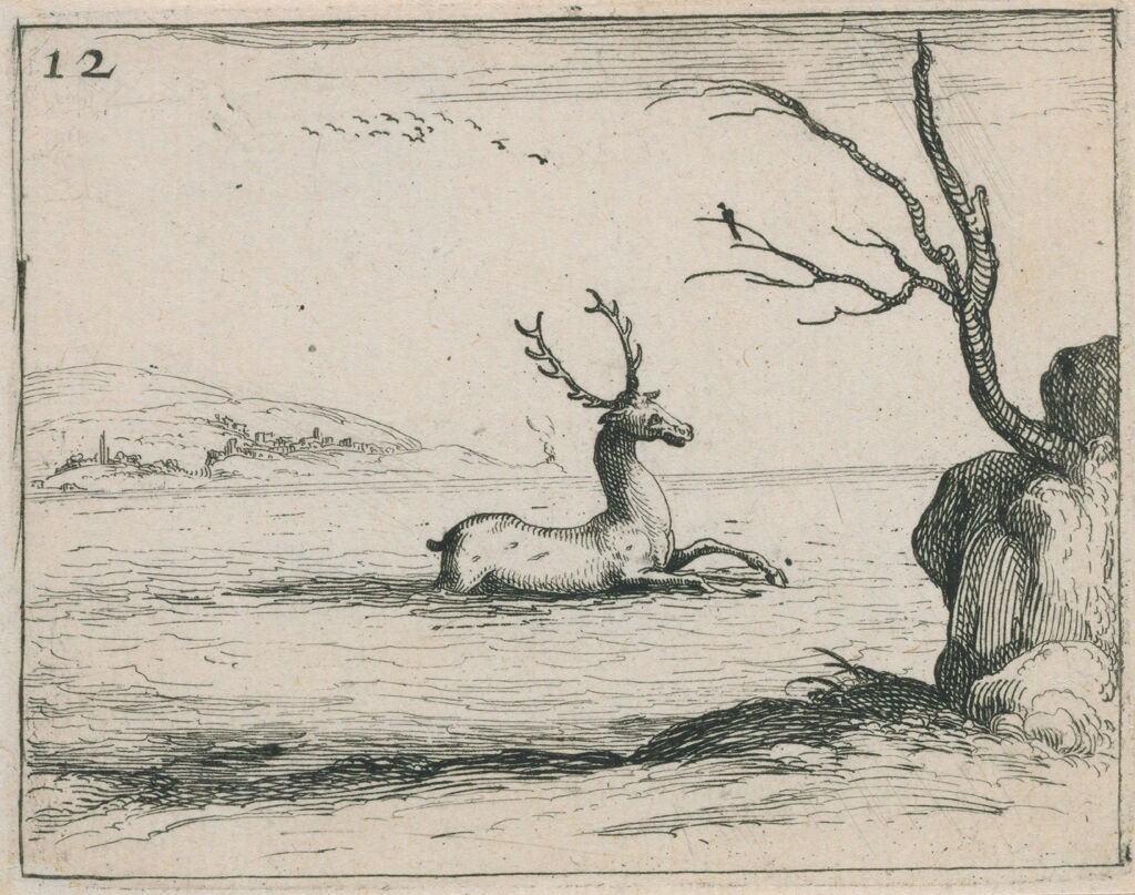 Stag In The Water
