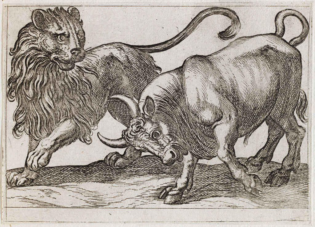 A Bull Attacking A Lion