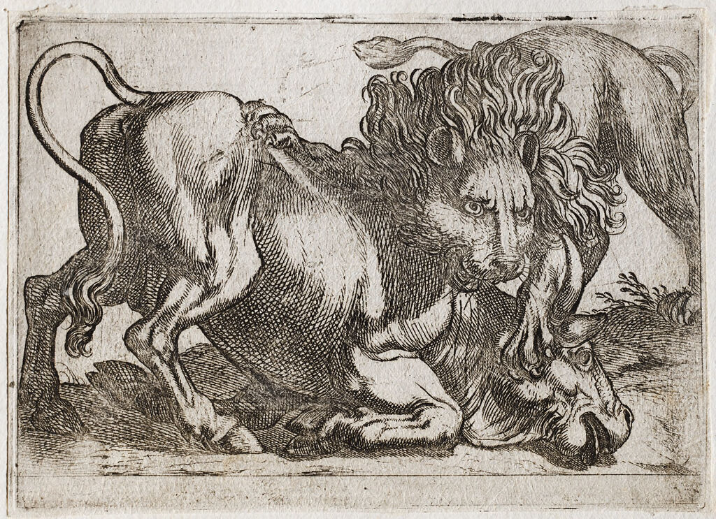 A Lion Attacking A Bull