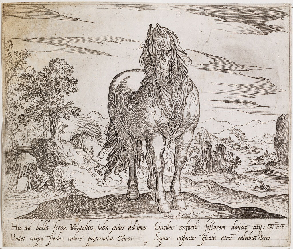 A Standing Horse, Viewed Frontally