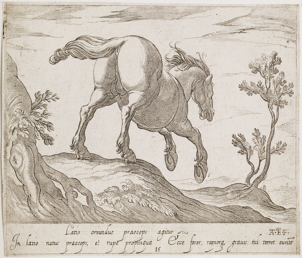 A Horse Running Down A Hill, Viewed From The Rear