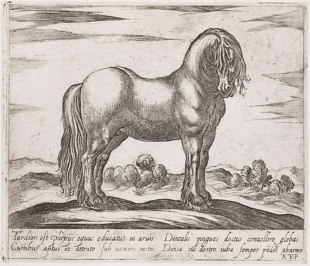 A Standing Horse, Facing Right