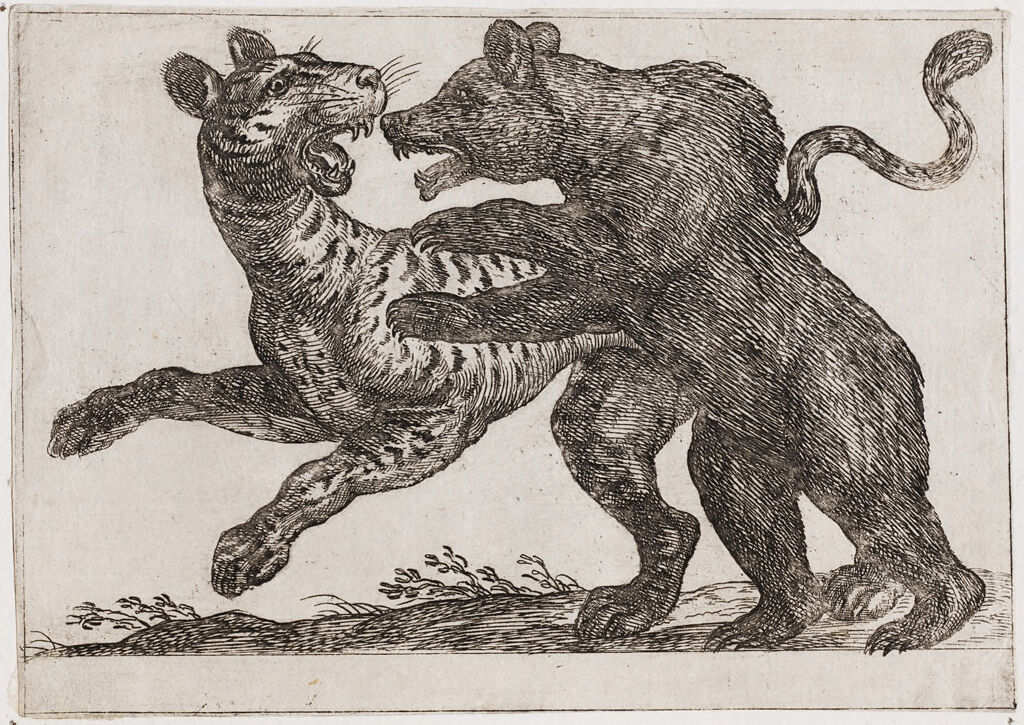 A Bear Fighting A Tiger