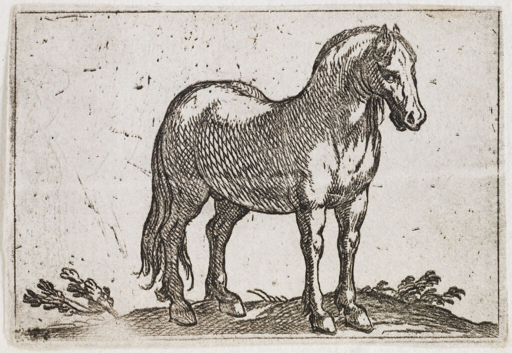Standing Horse Viewed At A Three Quarter Angle
