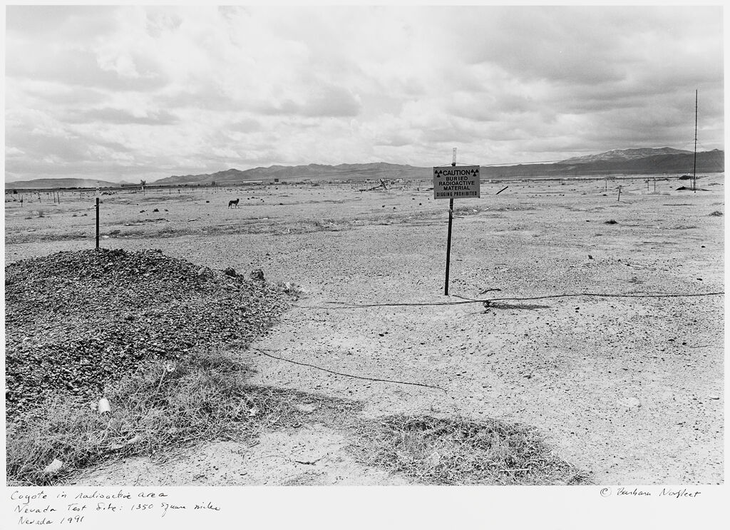 Coyote In Radioactive Area, Nevada Test Site: 1350 Square Miles, Nevada