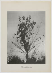 Polke Strips A Tree Of Its Leaves