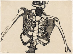 Detail Of A Skeleton, For 
