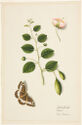 Botanical watercolor drawing of a delicate stem of the caper plant, a butterfly, and close-up of the plant’s blossom.
