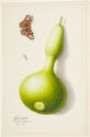 A bottle gourd sits in middle of the page, tilted slightly towards right, a butterfly flies in from the left.