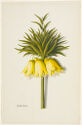 Botanical watercolor drawing of a blooming top of a Kaiserkrone plant rests in the middle of a page.