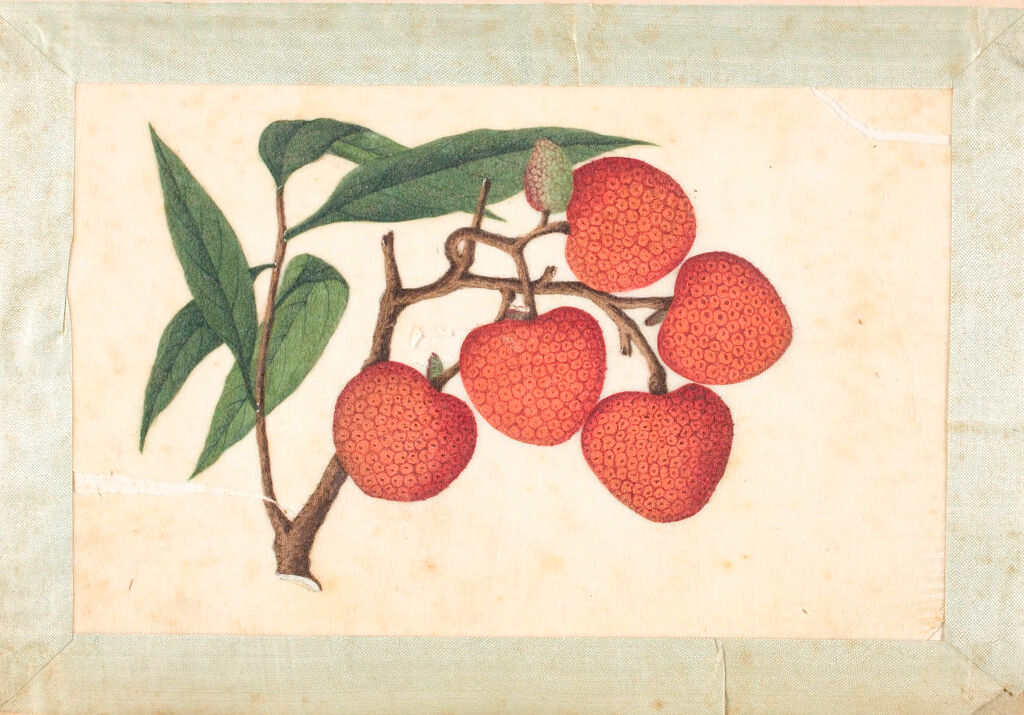 Album Of Chinese Export Paintings: Fruits And Nuts