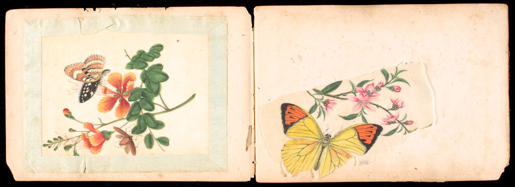 Album Of Chinese Export Paintings: Butterflies And Flowers