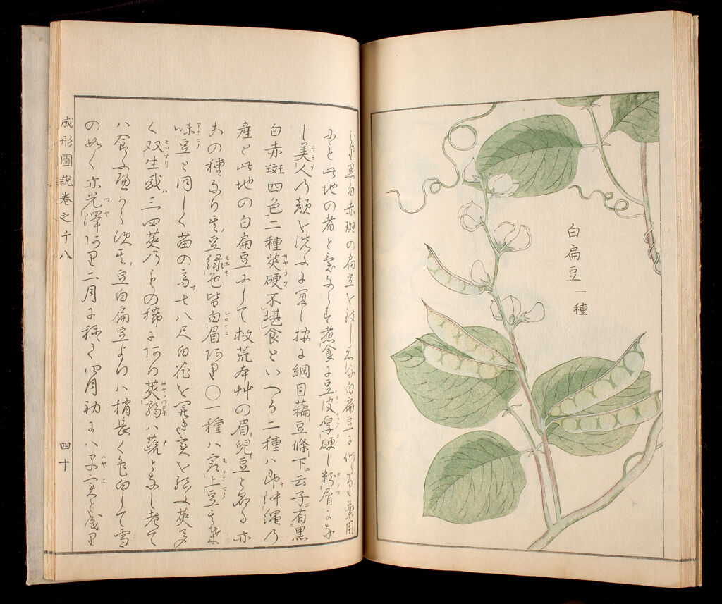 Illustrated Book On Agriculture (Seisei Zusetsu), Satsuma-Edition, Part Ii, Vol. 18