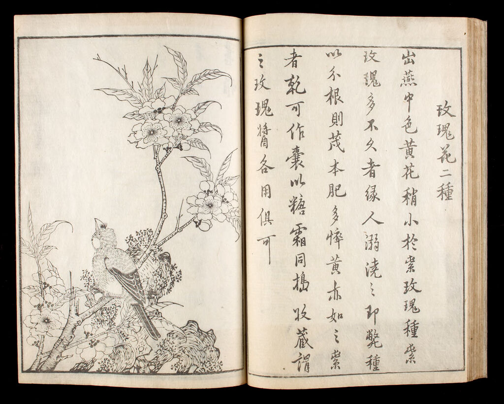 Illustrated Book Of Plant Paintings And Verse (Hasshu Gafu) 4Th Of 8 Volumes