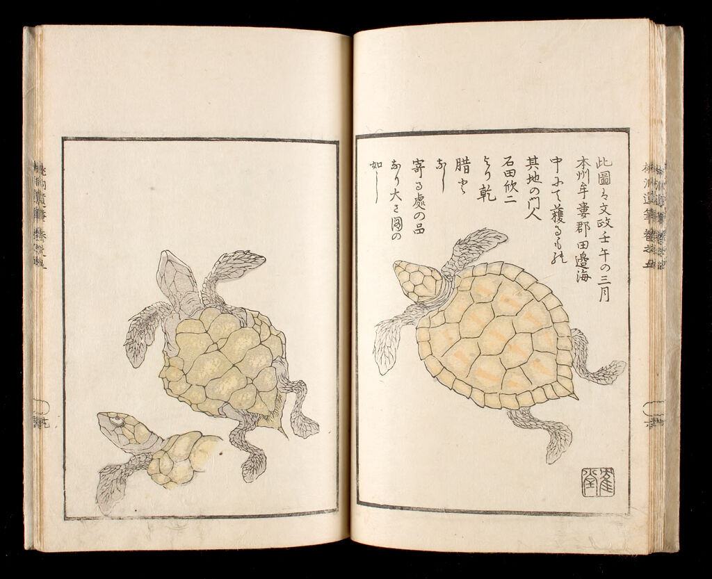 Ōhara Tōdō's Study Of Living Things (Tōdō Ihitsu), 5Th Of 6 Volumes