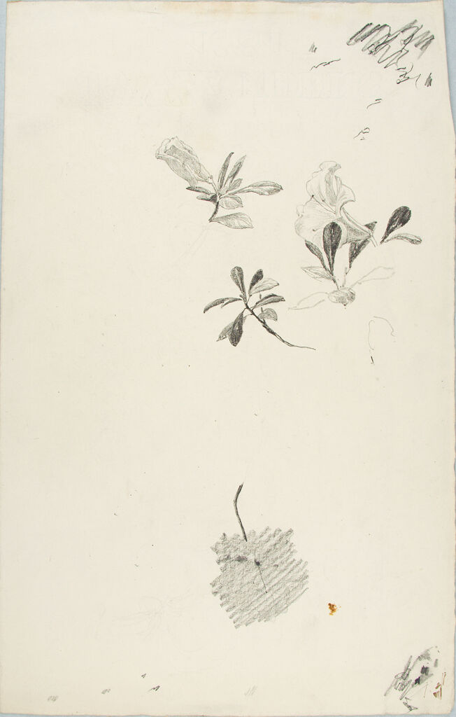 Sketches Of Flowers