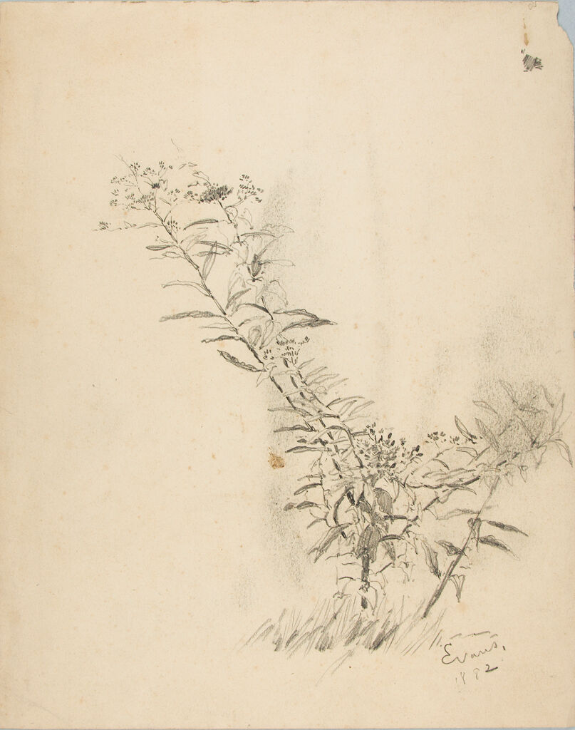 Sketch Of A Plant With Flowers