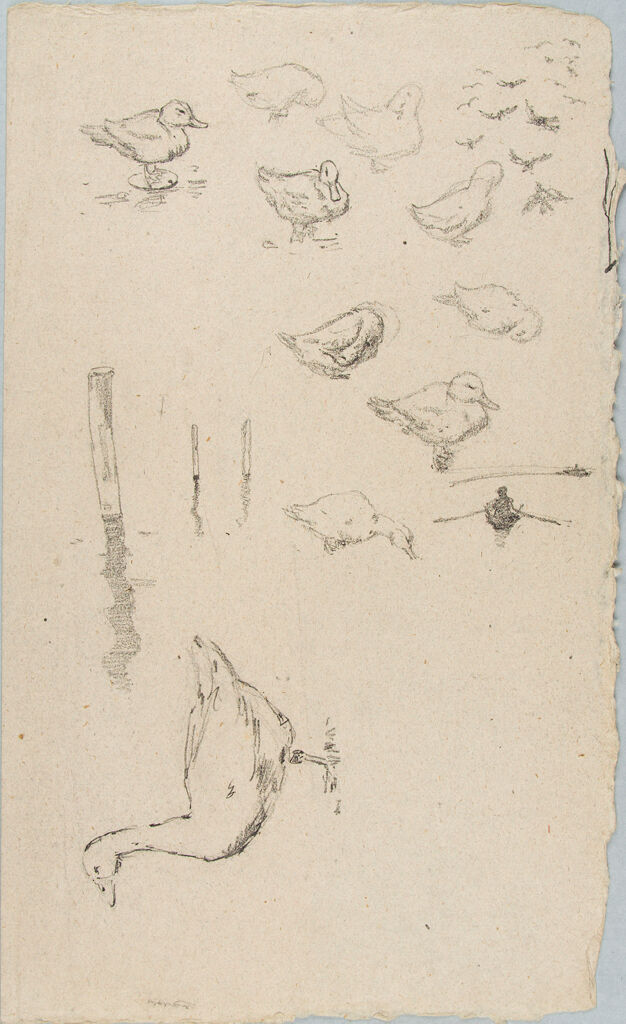 Sketches Of Ducks And A Goose