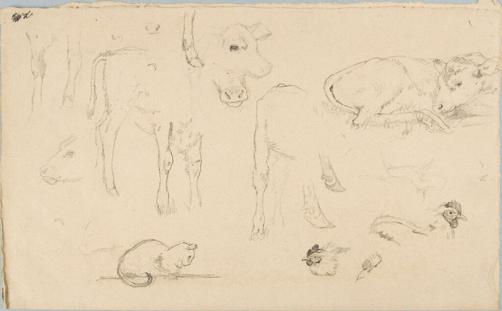 Sketches Of Animals