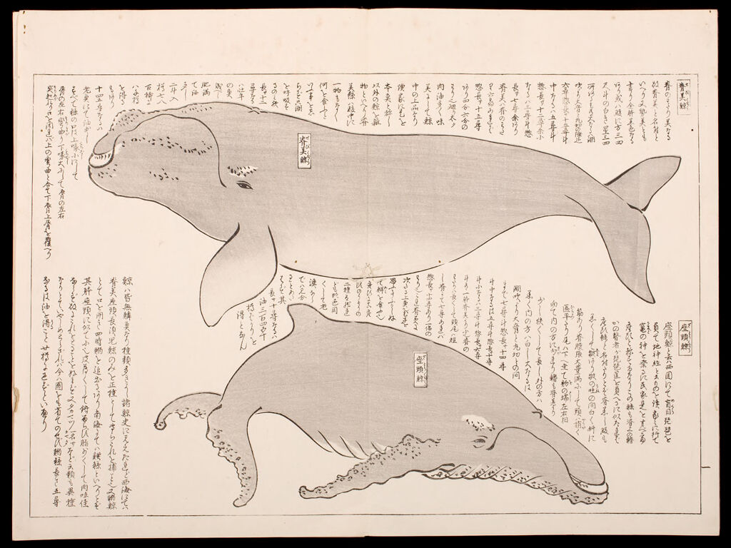 Illustrated Story Of Whaling (Isanatori Ekotoba), 2Nd Of 2 Volumes