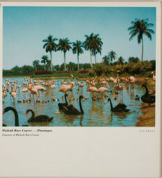 Hialeah Race Course ... Flamingos