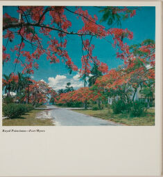 Royal Poinciana - Fort Myers