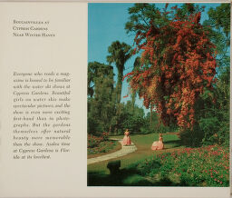 Bougainvilla At Cypress Gardens Near Winter Haven