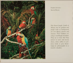 Parrot Jungle - South Miami