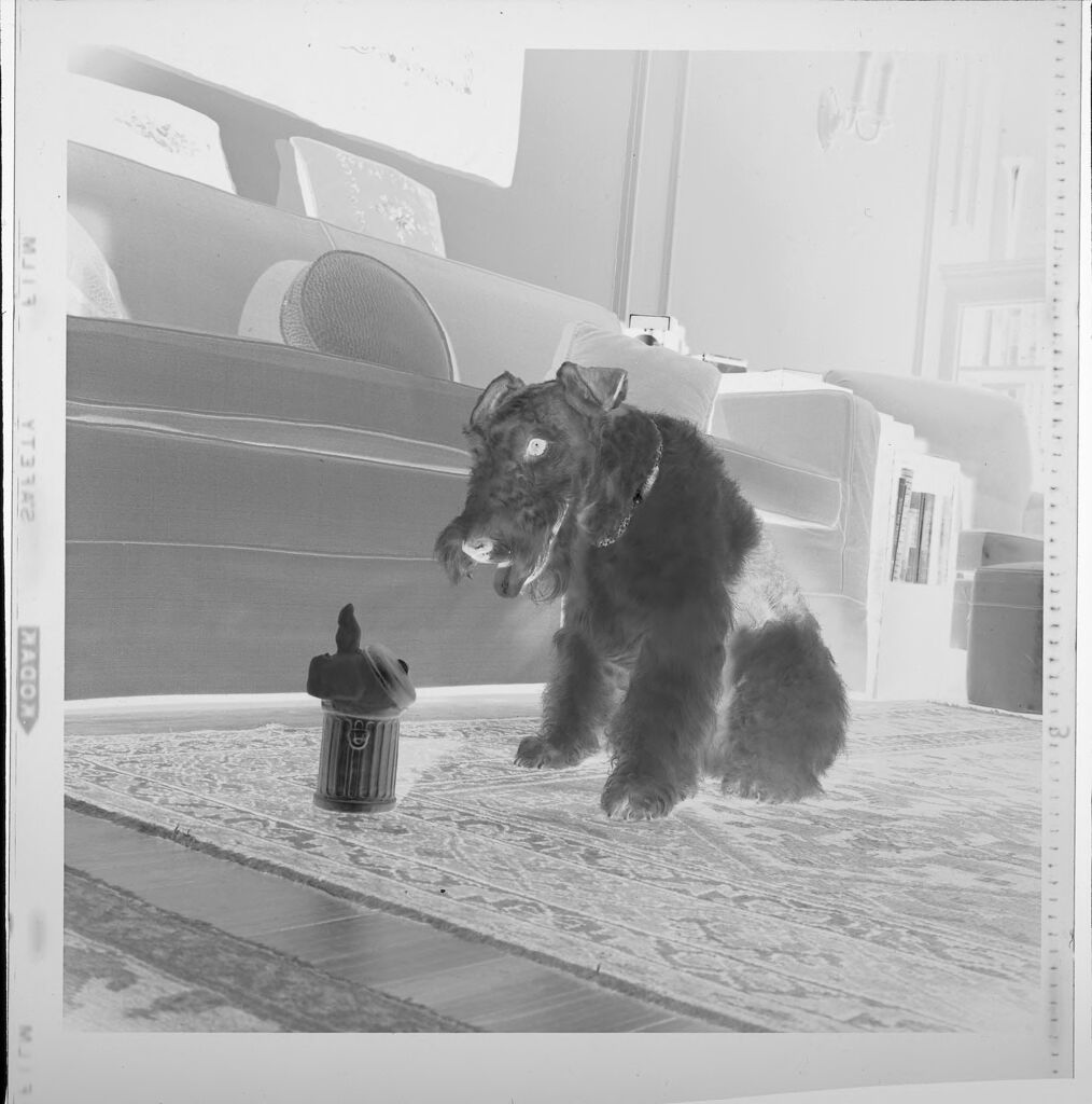 Untitled (Dog Looking At Miniature Trashcan)