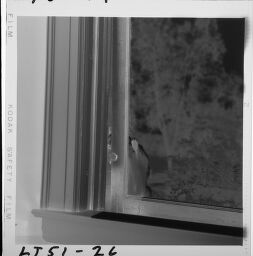 Untitled (Cat Opening Window)