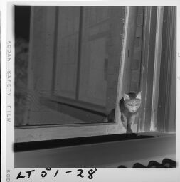 Untitled (Cat Opening Window)