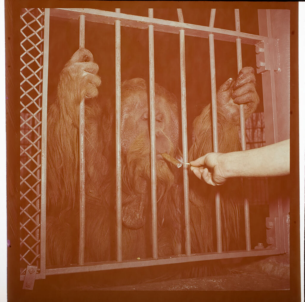 Untitled (Gorilla In Zoo Smoking Cigar)