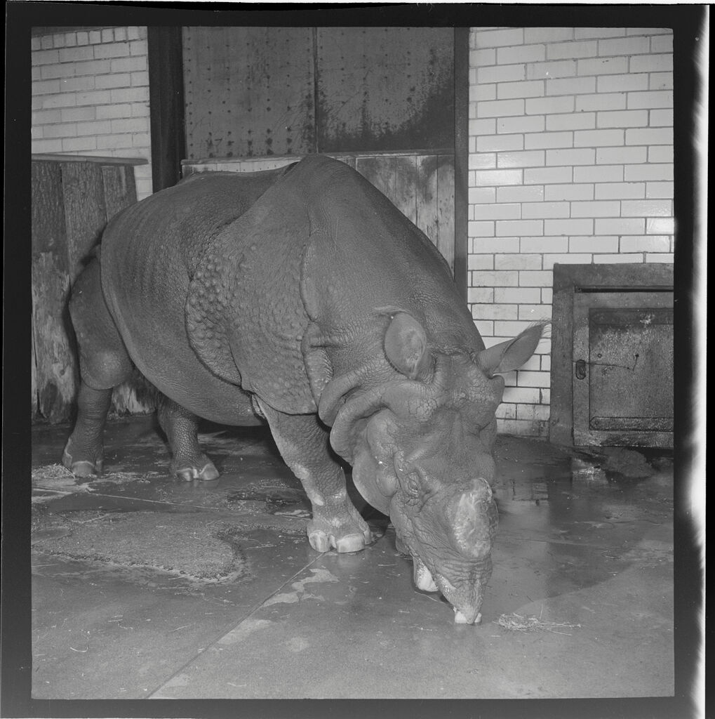 Untitled (Film Strip: Rhinoceros Drinking From Puddle On Ground)