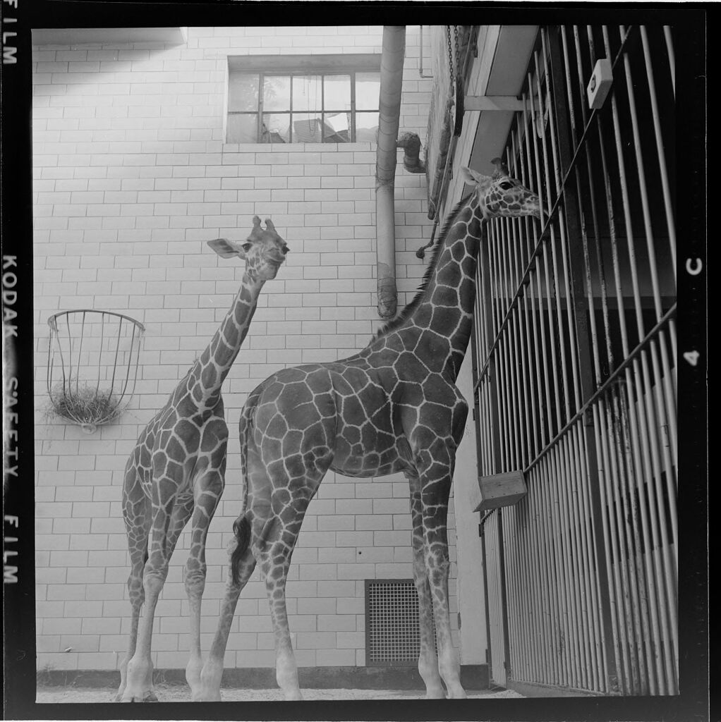 Untitled (Two Giraffes In Zoo)