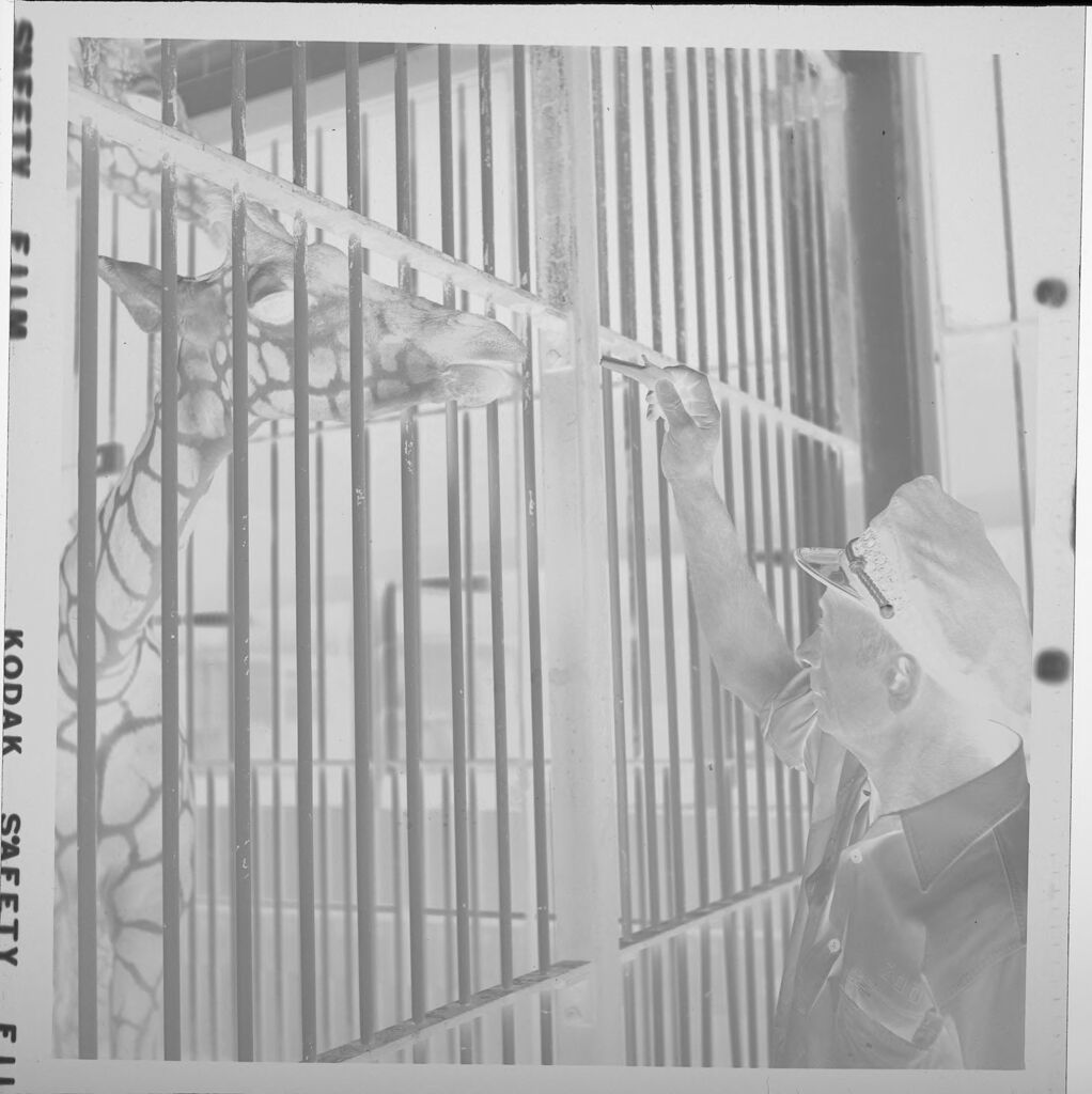 Untitled (Zookeeper Feeding Giraffe In Cage)
