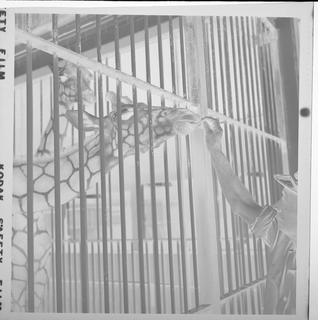 Untitled (Giraffe Being Fed Through Cage Bars)