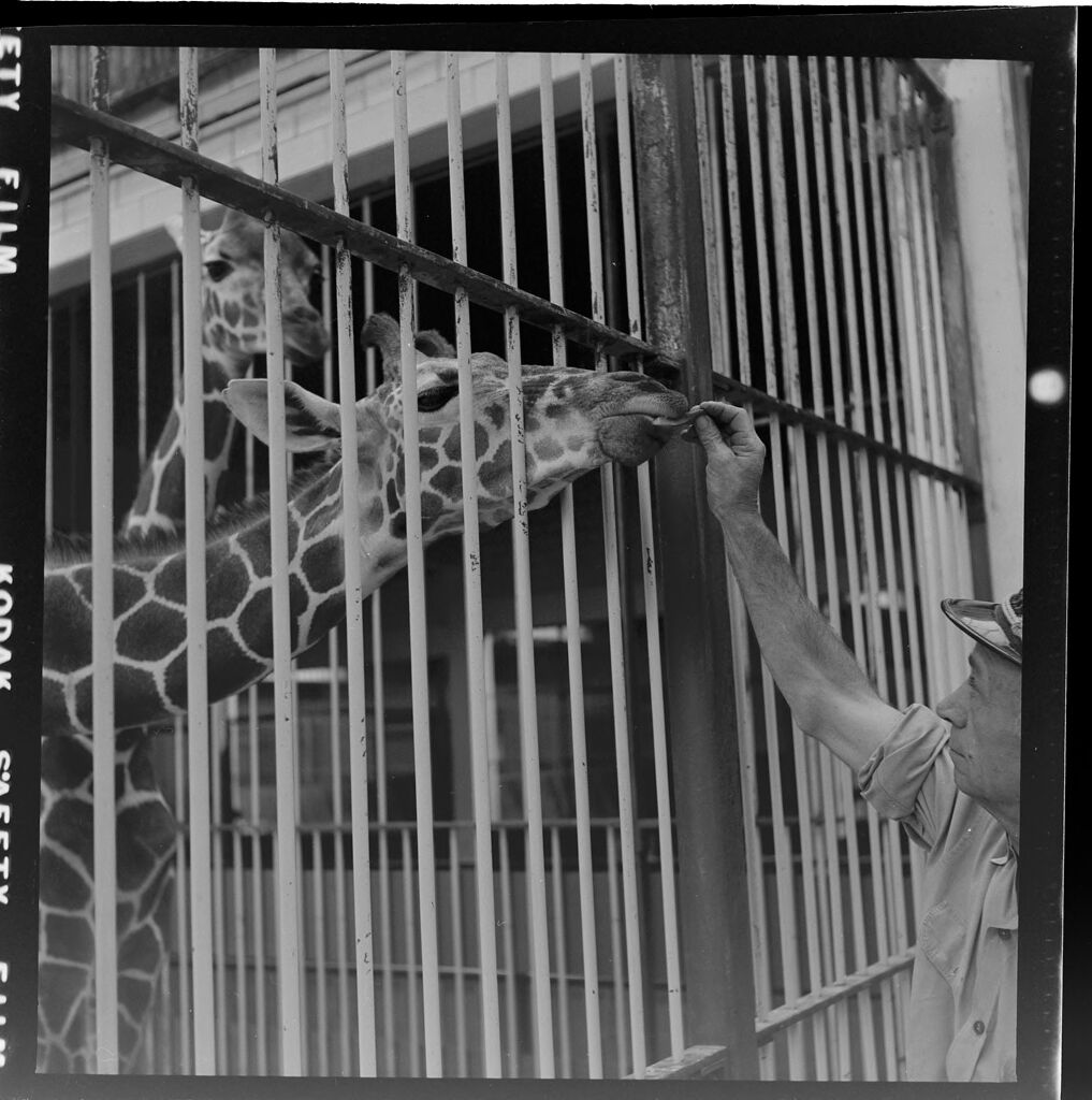 Untitled (Giraffe Being Fed Through Cage Bars)