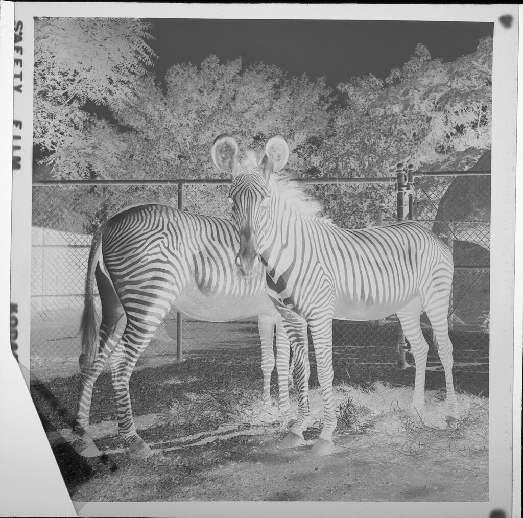 Untitled (Two Zebras At Zoo)
