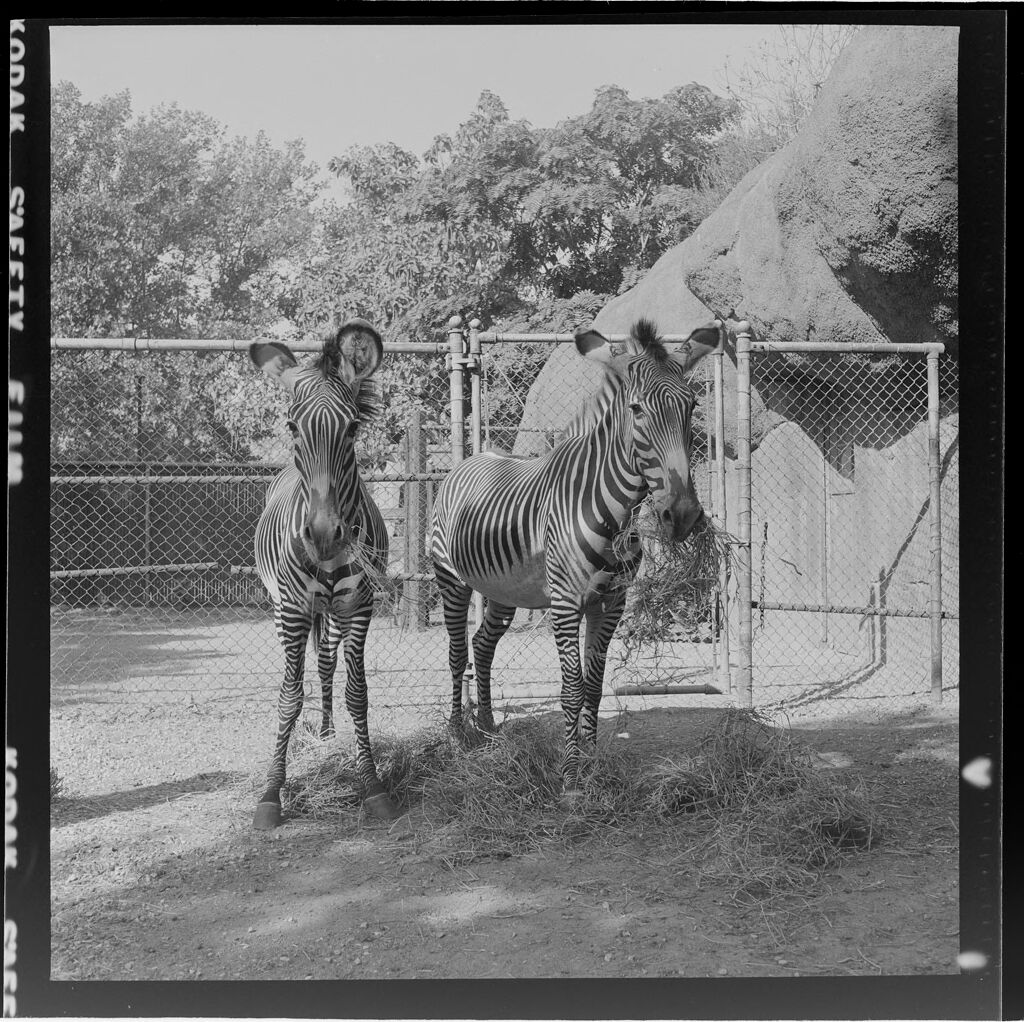 Untitled (Two Zebras At Zoo)