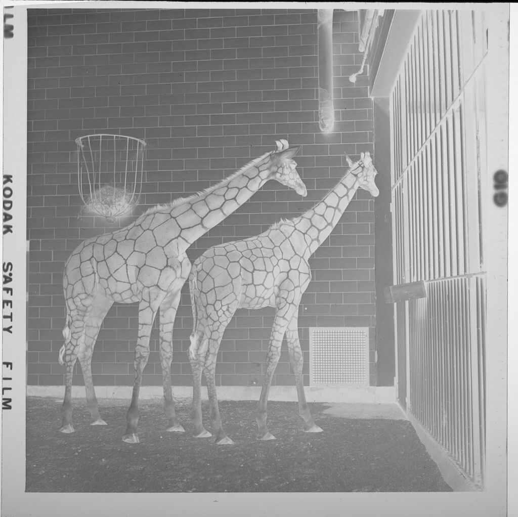 Untitled (Two Giraffes At Zoo)