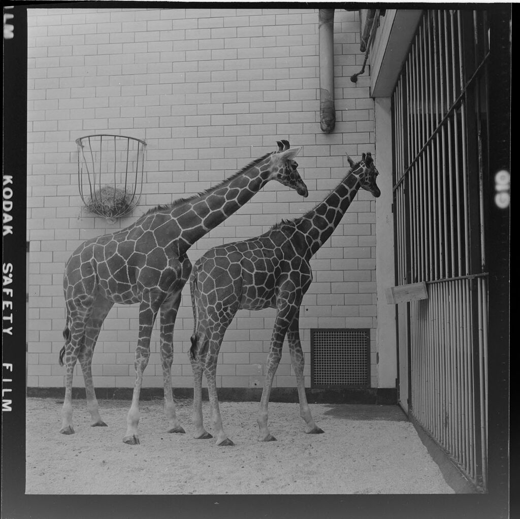 Untitled (Two Giraffes At Zoo, Zookeeper)