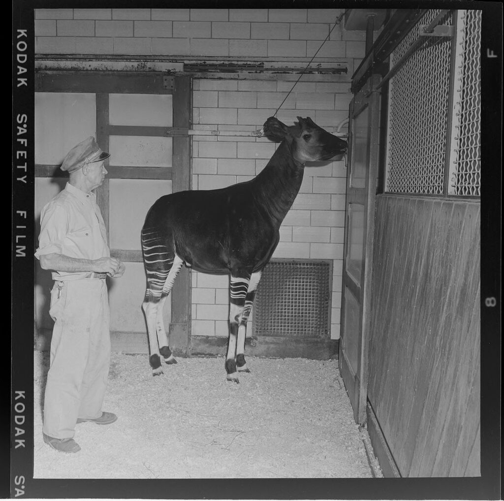Untitled (Animal In Cage At Zoo)