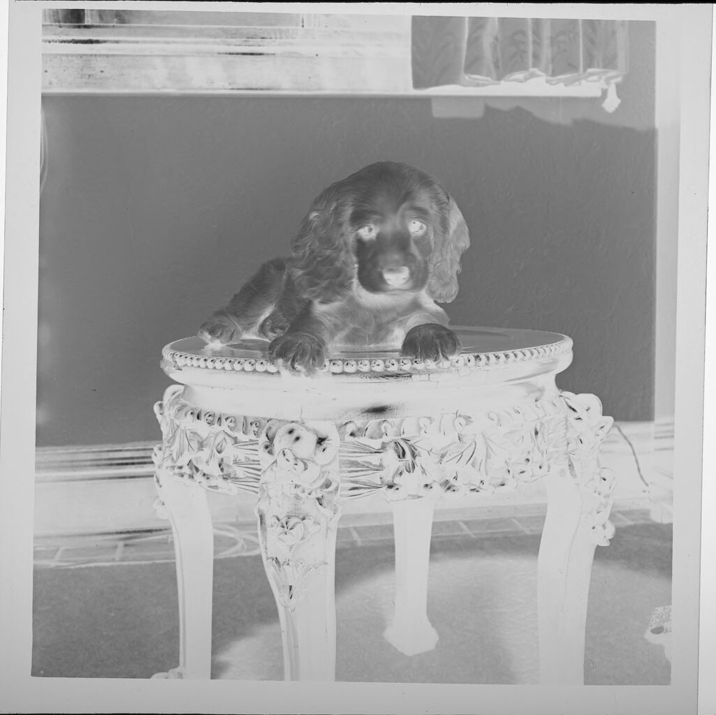 Untitled (Dog On Table, In Bowl)