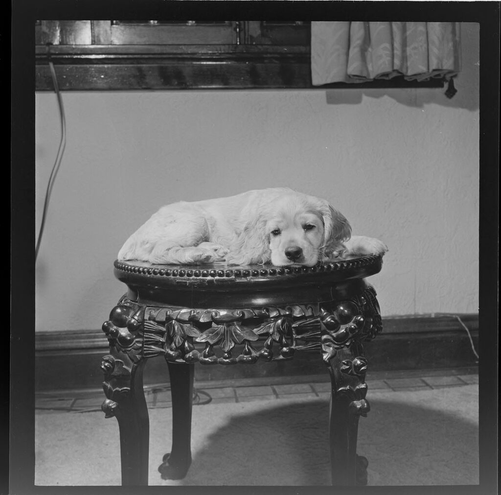Untitled (Dog On Table)